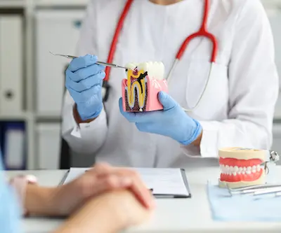 Dentist shows on dental model how caries destroys tooth enamel